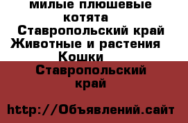 милые плюшевые котята - Ставропольский край Животные и растения » Кошки   . Ставропольский край